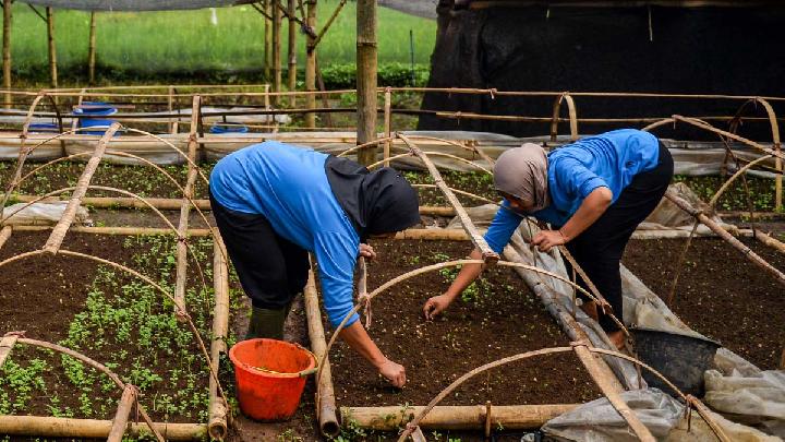 How Climate Change Is Putting Coffee and Cocoa Plants at Risk