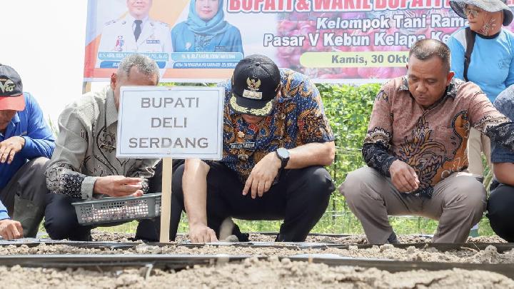 Deli Serdang Regent, Beringin’de İlk Arpacık Soğanı Tohumlarını Ekti Deli Serdang Regent, Beringin’de İlk Arpacık Soğanı Tohumlarını Ekti