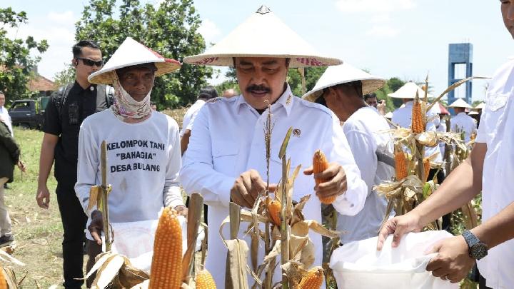 Menteri Imigrasi dan Pemasyarakatan Panen Jagung di Sidoarjo