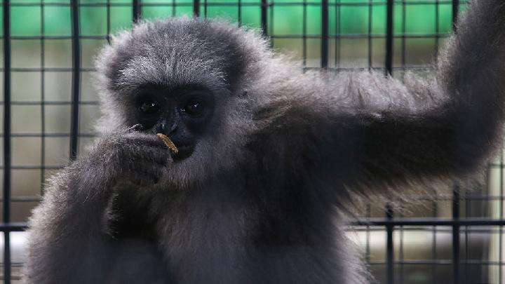 Perilaku Janggal Owa Jawa Gigit Orang di Bandung Barat