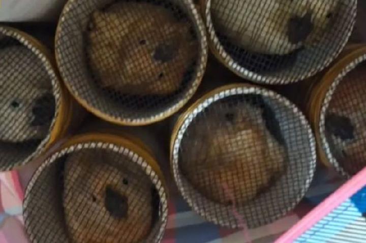 15 Sulphur-crested Cockatoos Rescued from Smuggling Out to Maluku