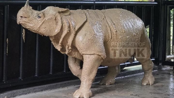 Translocated Javan Rhino Dies Just Days After Reaching Conservation Area