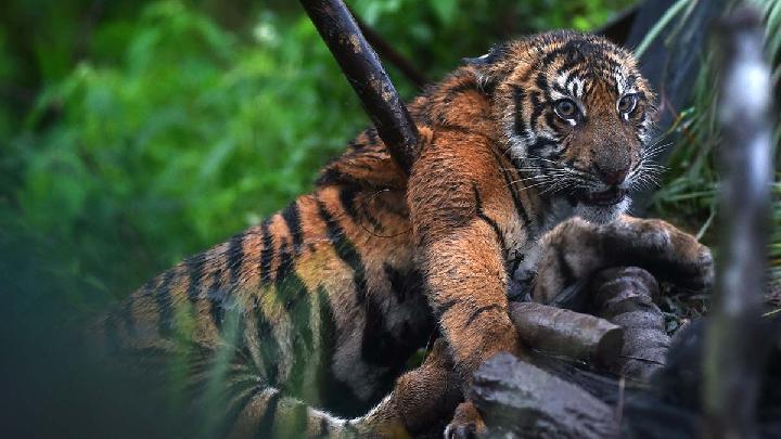 Fact Check: AI Videos Falsely Show Tigers Saved in Sumatra Floods
