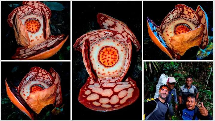 Rare Rafflesia hasseltii Discovered in West Sumatra Forest