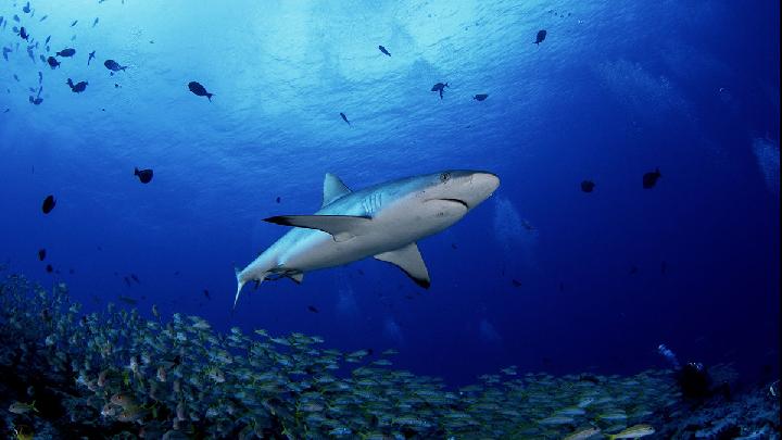 Australia: Man Dies of Shark Attack on Eastern Coast
