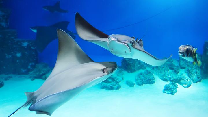 UN High Seas Treaty Enters into Force After Two Decades of Talks