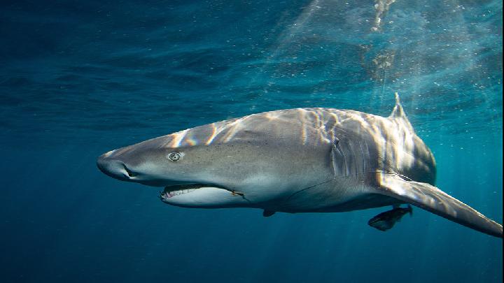 Woman Critically Injured in Shark Attack at Sydney Beach