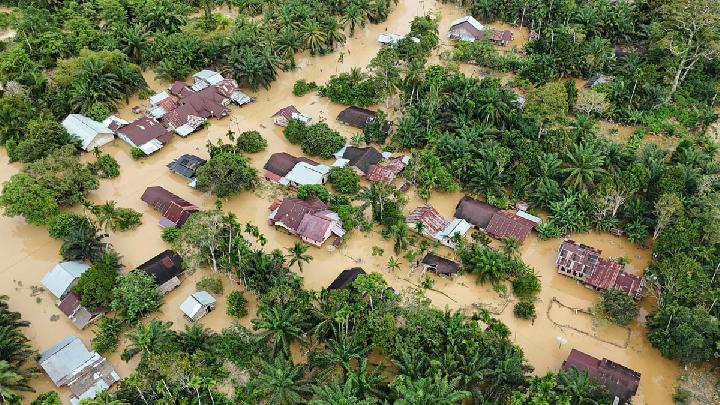 Sumatra Selleri, Ormanları Yok Eden Çıkarım Enerjisi İçin Kırmızı Alarm Oldu