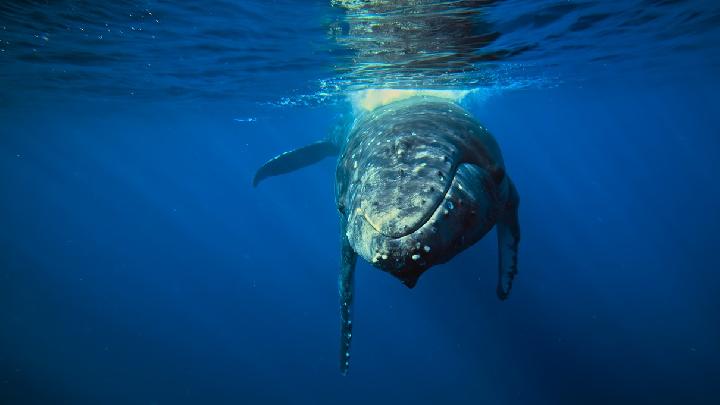 Humpback Whales Make Record Australia-Brazil Lifetime Swims