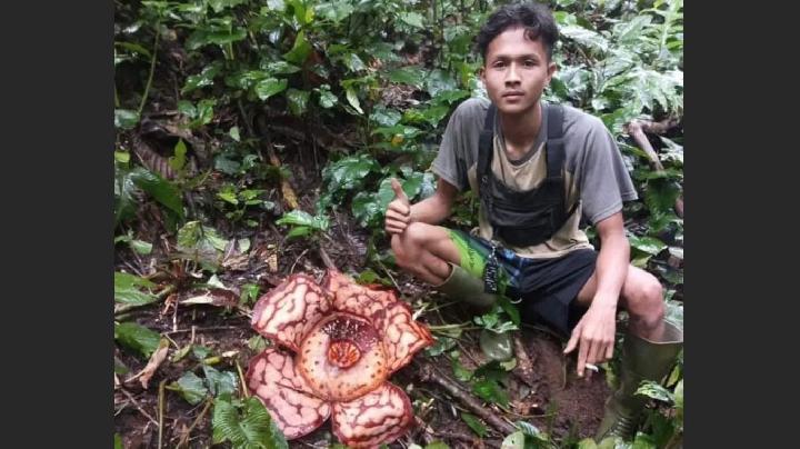 Rare Rafflesia haseltii Blooms Repeatedly in Bengkulu