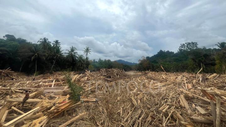 Sumatra Selleri ve Odun Yığınları Batangtoru’da Hala Nehir Akışını Engelliyor