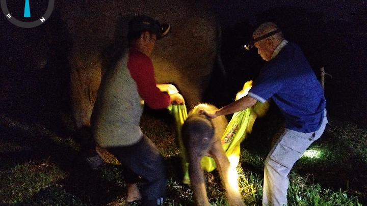 Way Kambas Welcomes Newborn Sumatran Elephant, Renewing Conservation Hopes