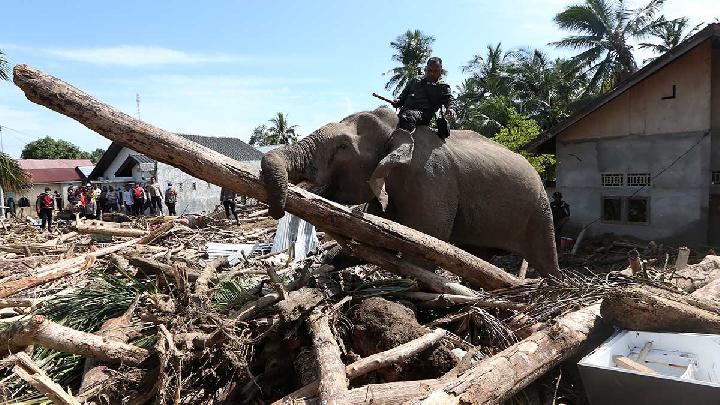 Elephants Help Clear Flood Debris in Pidie Jaya, Aceh