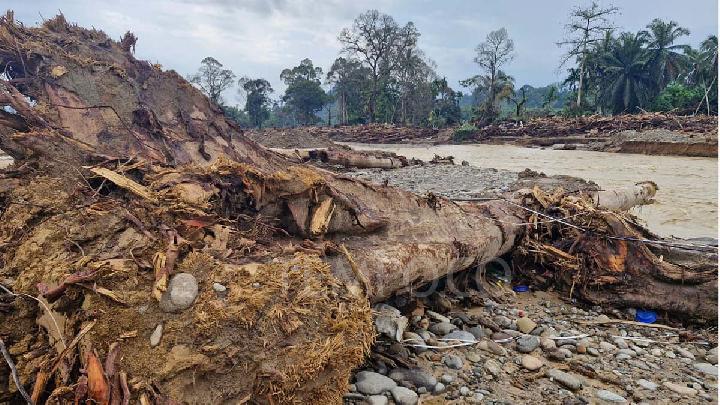 TIFA Vakfı, Hükümete Sumatra Ormanı İmtiyazını İptal Etme Çağrısında Bulundu