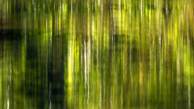 Amazon Rainforest Enters ‘Hypertropical’ State After 40
Million Years