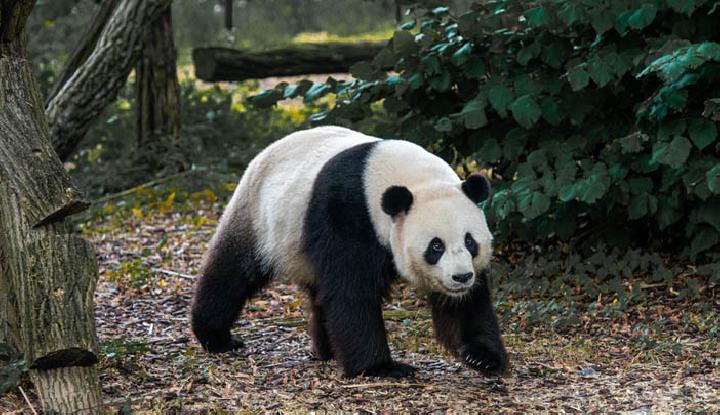 Staf Kebun Binatang di Jepang Nyamar jadi Panda
