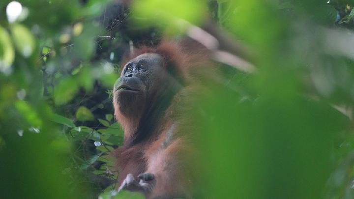 Indonesia, Malaysia Commit to Strengthen Cross-Border Wildlife Protection