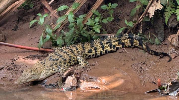 Guru Laporkan Kemunculan Buaya Tak Jauh dari SMAN 5 Depok