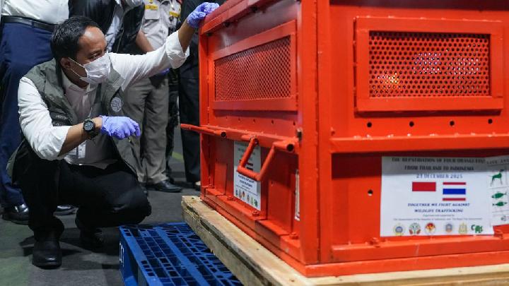 Indonesia Repatriates Four Orangutans from Illegal Trade in Thailand