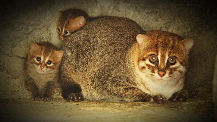 Elusive, Endangered Flat-Headed Cats Seen in Thailand for First Time in 3 Decades