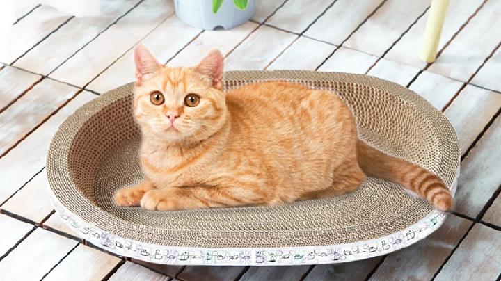 Variasi Cat Scratcher Alias Garukan Kucing untuk Naluri Alami
