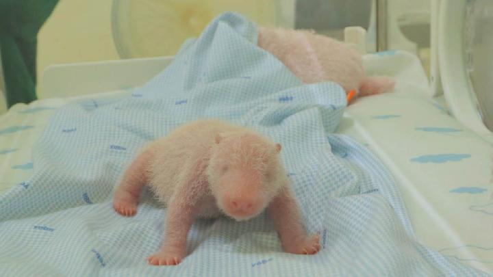 Indonesia Welcomes Its First Panda Cub Born at Taman Safari