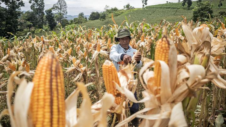 Tiga Aturan Baru Prabowo untuk Percepat Swasembada Pangan