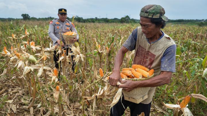 Growing Corn on Police Land