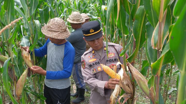 Police in the Corn Fields
