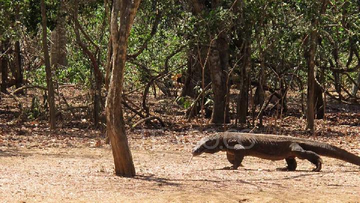 Why Indonesia is Lending Komodo Dragons to Japan