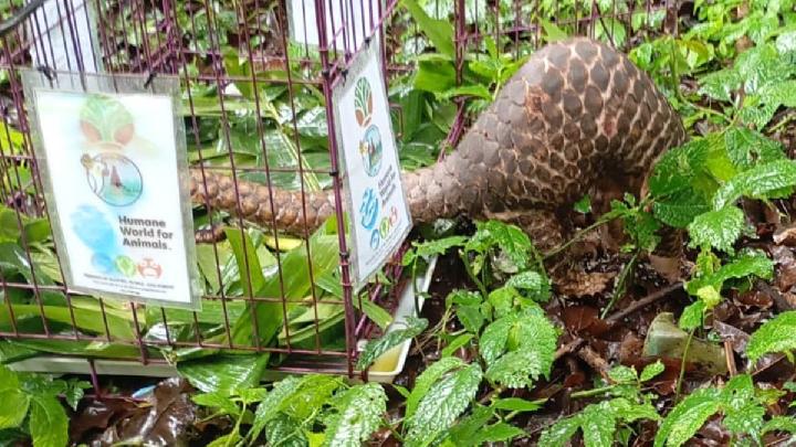 Balai Konservasi Sumber Daya Alam Bali melalui Resor KSDA Wilayah Tabanan, bekerja sama dengan Yayasan Friends of Nature, People and Forest, melepasliarkan satu ekor trenggiling (Manis javanica) ke habitat alaminya. Dok. BKSDA Bali