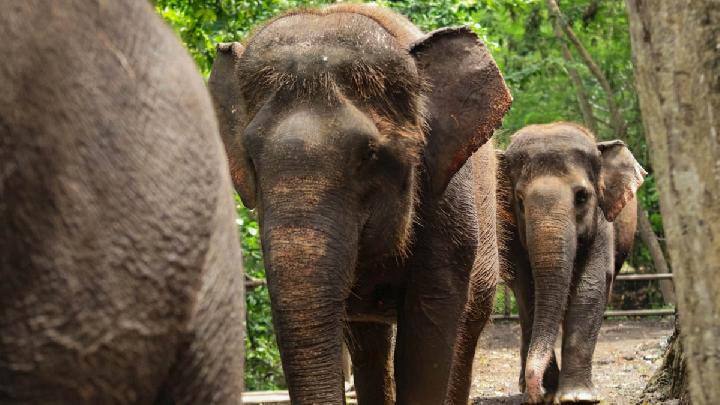 Gajah di Bali Zoo, Singapadu, Sukawati, Gianyar. Dok. Bali Zoo