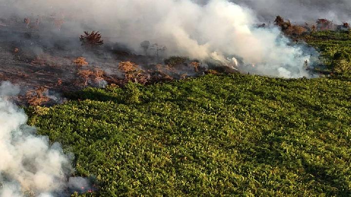 Gambut Ternyata Ikut Membentuk Hujan, Begini Prosesnya