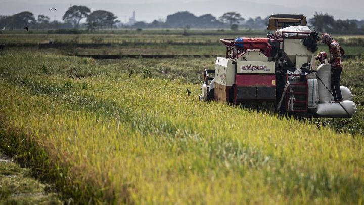 Anggaran Serap Gabah dan Jagung Bulog Capai Rp 68,6 Triliun