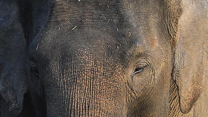 FKGI: Inpres 8/2026 Babak Baru Konservasi Gajah