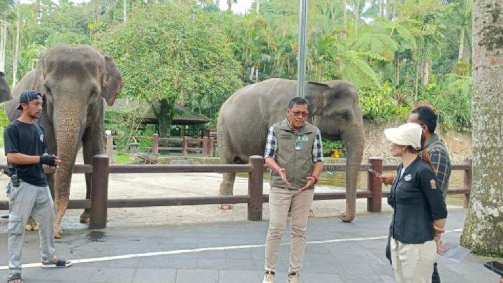 Kepala BKSDA Bali Ratna Hendratmoko (tengah) melakukan pengawasan penghentian aktivitas gajah tunggal di Lembaga Konservasi Mason Elephant Park, Kabupaten Gianyar, Bali, 25 Januari 2026. Antara/HO-BKSDA Bali