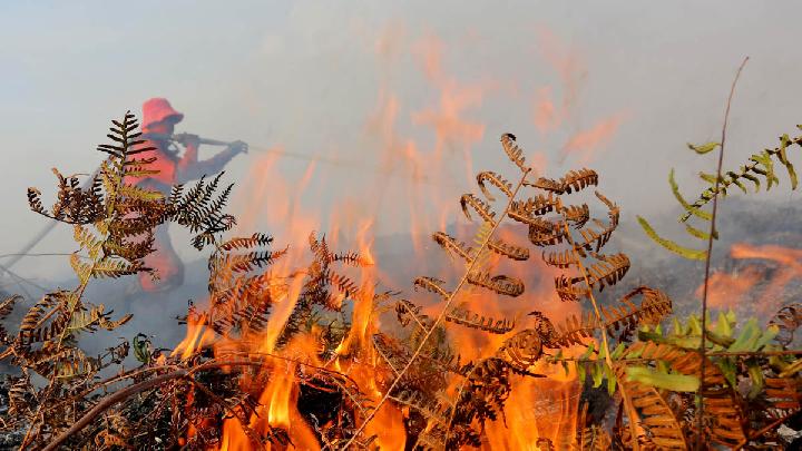 Karhutla: Ribuan Hotspot di Kawasan Konsesi di Sumatera
