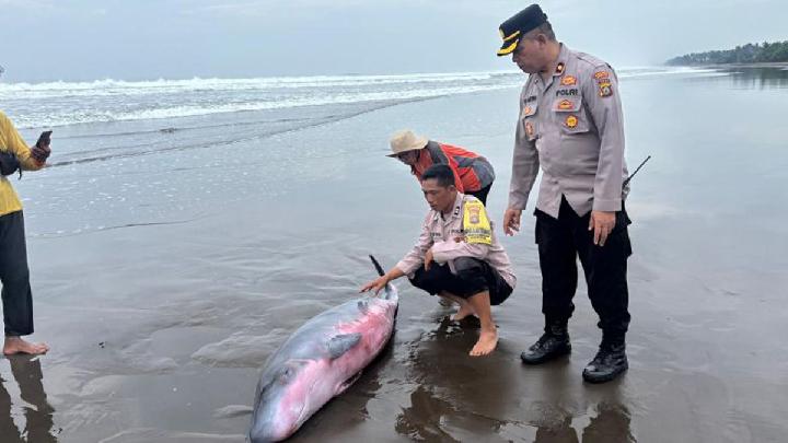 Petugas Kepolisian Sektor Mendoyo, Kabupaten Jembrana, Bali melakukan evakuasi terhadap satu ekor paus sperma yang terdampak di Pantai Mendoyo, 26 Januari 2026. ANTARA/HO-Humas Polsek Mendoyo