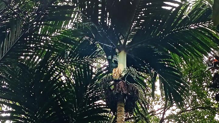 Palem nyabah (Pinanga arinasae) merupakan palem endemik Bali yang terancam punah. brin.go.id