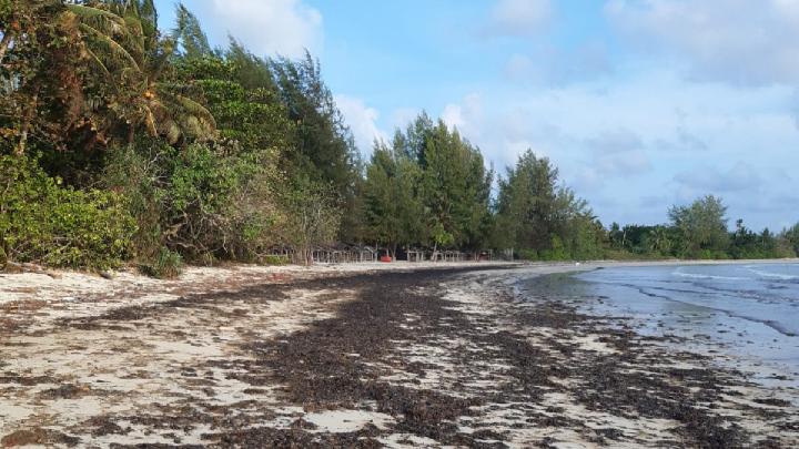 Black Oil Spills Pollute Bintan Shores
