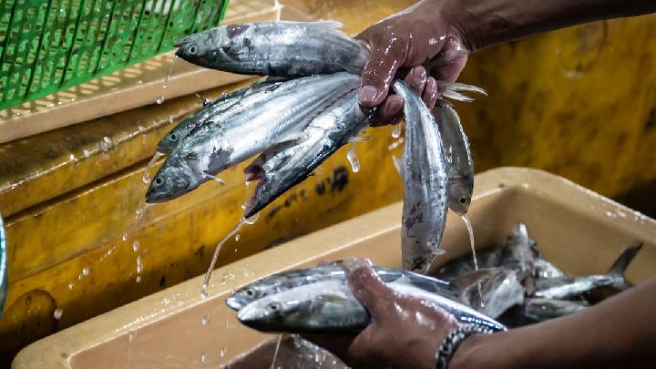 Indonesian Fisheries Production Exceeds Consumption in Q1 of 2026