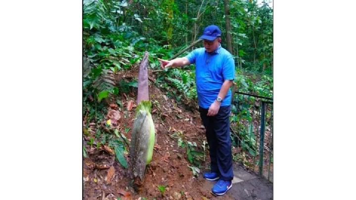 Bogor's Giant Corpse Flower to Bloom on February 3