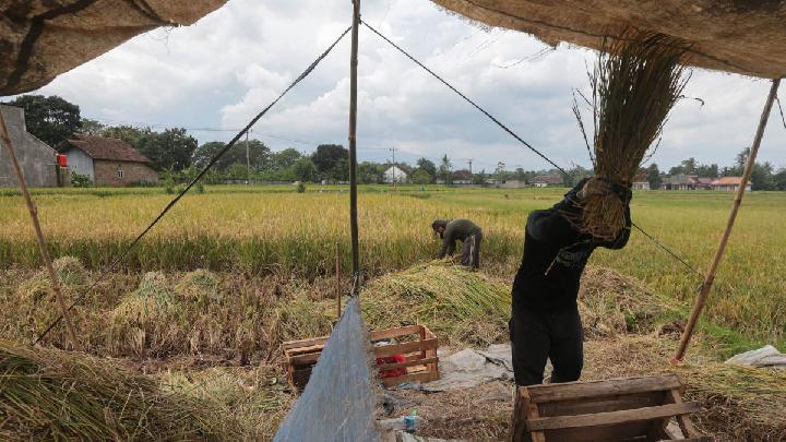 BadanPangan ProyeksikanProduksi Beras MenurunTahun Ini
