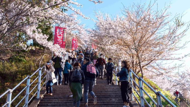 Japan's Cherry Blossoms Forecast to Bloom Earlier Than Usual