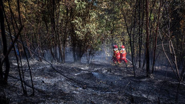 Bare-bones Measures to Anticipate Forest Fires
