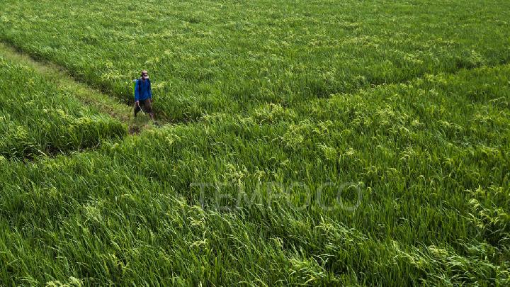 Indonesia Pushes Rice Planting Ahead of El Nino Peak