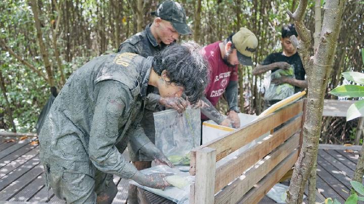Tim menyortir daun, batang,  dan akar mangrove di Gresik, Jawa Timur, untuk dianalisa di laboratorium, 1 Februari 2026. Dok.Tim