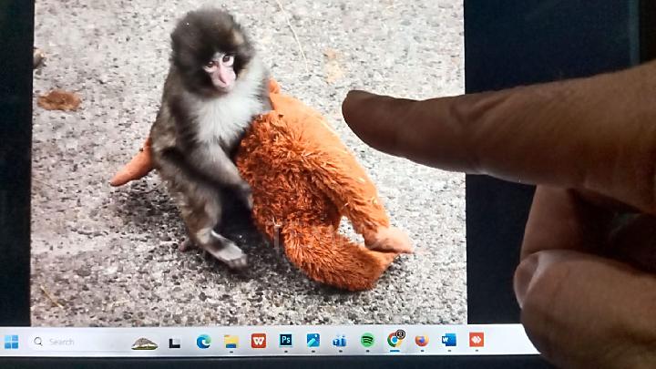 IKEA Plushie Sales Skyrocket After Viral Baby Monkey 'Punch' Story