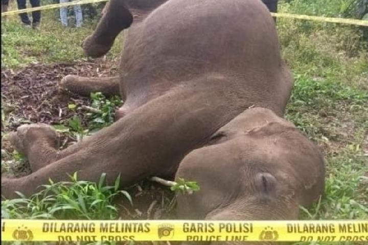 Sumatran Elephant Found Dead in Aceh, Suspected Electrocution