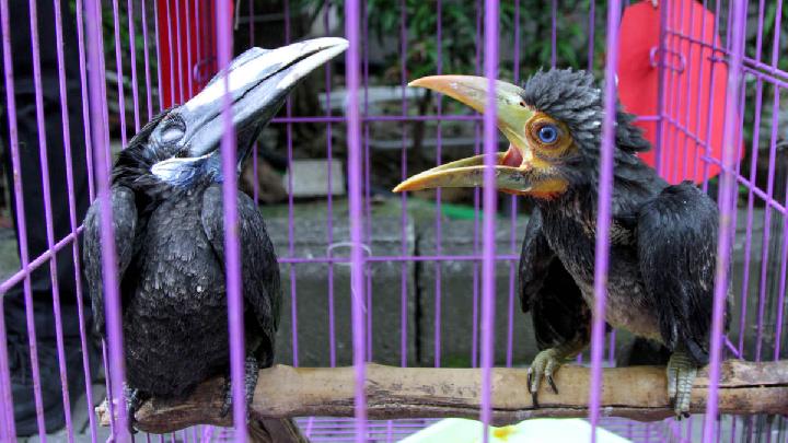 Bagaimana Perdagangan Satwa Liar Picu Risiko Pandemi Baru